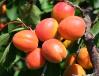 Click for 1 image(s) for this accession. Fruit